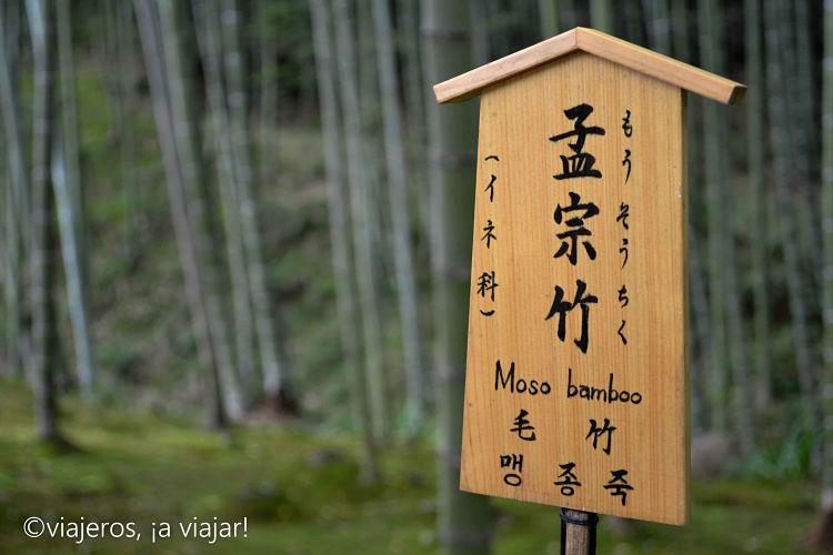Bosque de bambú en japón