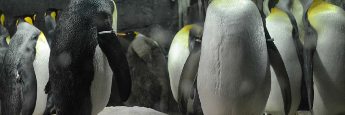 Acuarios. Pinguïnos en O de Osak