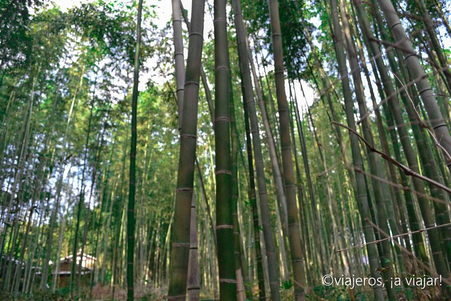 Bosque de bambú Bosque de bambú