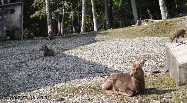 Ciervos sagrados en Nara
