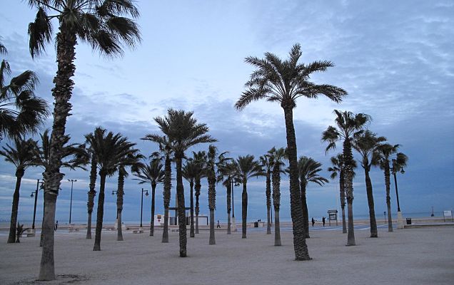 Playas con palmeras