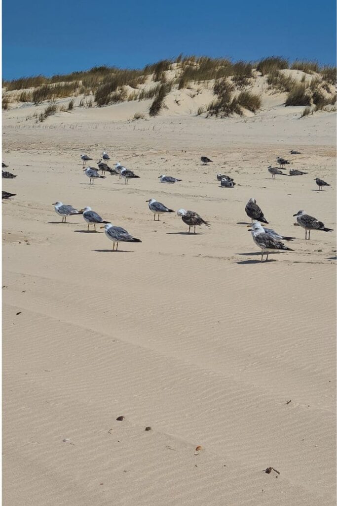 Qué ver en Huelva: guía completa para recorrer la tierra de los descubridores 20 Guía completa de la Provincia de Huelva