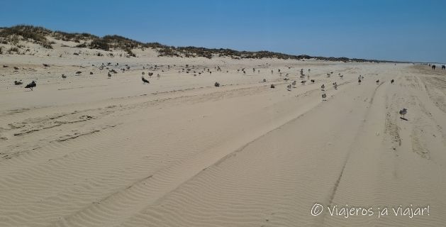 Playa de Doñana