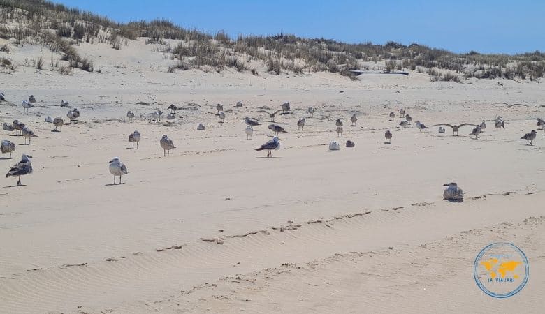 Mejores playas de Huelva: las más bonitas de la Costa de la Luz 9 Mejores playas de Huelva