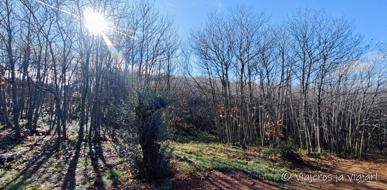 Sendero de los Castañares en Sierra Morena de Sevilla 1 Sendero Los Castañares, Sierra Norte