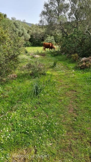 Vacas en el camino oscuro