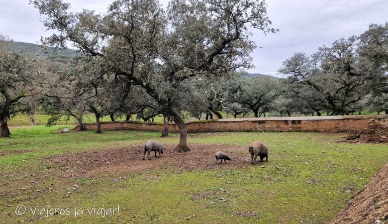 dehesa sevillana Molinos