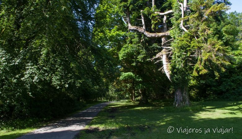 Cómo visitar el Parque Nacional de Killarney (Irlanda) 5 bosque en Muckross