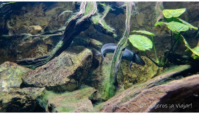 Visita a Bioparc, Fuengirola