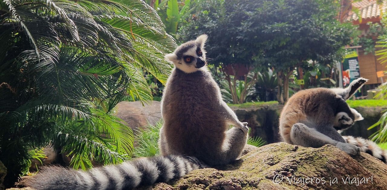 Lémures en su hábitat en Bioparc