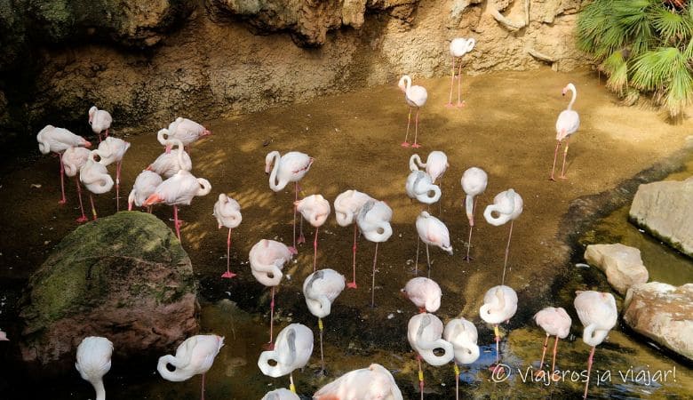 Visita a Bioparc en fuengirola
