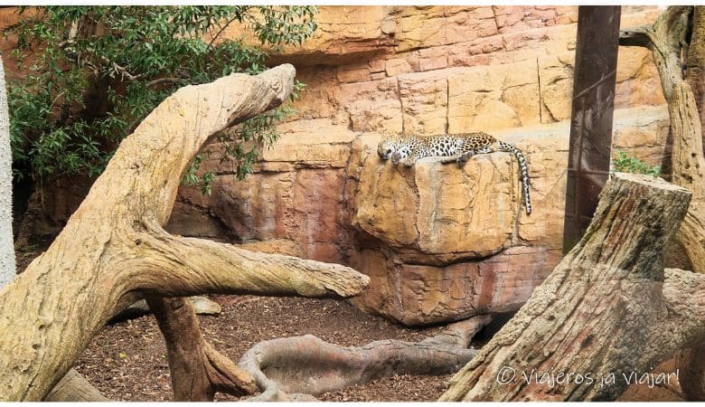 Visita a Bioparc en Fuengirola