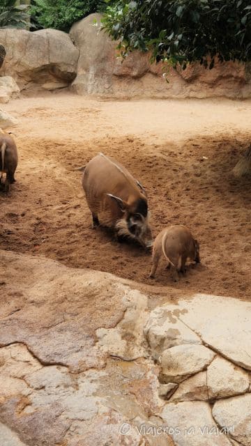 Visita a Bioparc en Fuengirola
